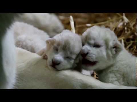White lion cubs just born - HD
