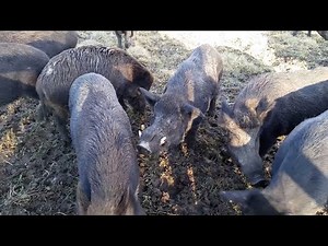 Raising Heritage Pigs and Wildboar in Canada