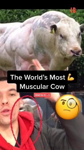 🤯The Most Muscular Cow In The World (Get ready..) #vegan #cow #cows #cattle #bull #strangerthings #strange #biotechnology #strong #business #king 🧠
