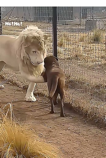 Dogs vs other animals 🐕🤣#funny #funnyvideos #dog #funnydog #interesting #usa #joyful #fyp #love