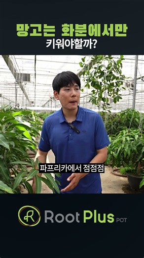 에어포트 망고 성공시리즈 02