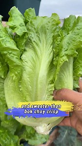 🌿 Ready to grow your own ALL-SEASON lettuce? 🥬 Try our Italianischer Lettuce Seeds — a classic Italian variety that’s crisp, sweet, and slow to bolt. ✅ Heat- and cold-tolerant: grows beautifully in spring, summer, fall & even mild winters. ✅ Tender, vibrant green leaves with a rich flavor — perfect for salads, sandwiches, or stir-fry. ✅ Easy-care: ideal for pots, raised beds, or small garden spaces. ✅ Organic, non-GMO, and high-germination — perfect for beginners and experienced gardeners alik