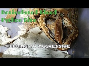 Reticulated Blood Python Bite And Feeding to Aggressive