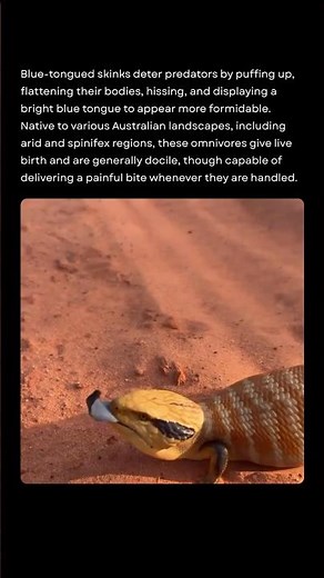 The Blue-Tongued Skink: Australia’s Surprisingly Defensive Lizard