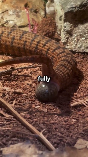 The amazing birth of snakes