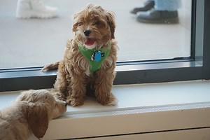 Socializing puppies is as important as ever. Here's how to do it safely in today's world.