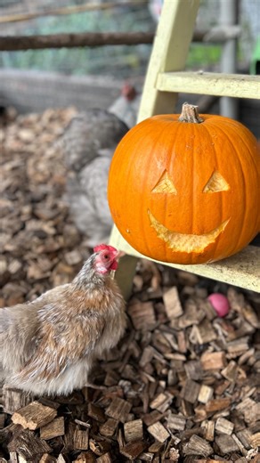 A pumpkin isn’t just for Halloween Pumpkins are a natural source of enrichment for chickens and a valuable seasonal feed boost Pecking through the flesh keeps them active and reduces boredom, while the bright orange colour signals high beta-carotene (vitamin A) content for healthy skin, eyes and immune function. The fibre supports digestion and the seeds contain cucurbitacin, a compound studied for its potential to help deter internal parasites. Offer raw pumpkin, it’s low in calories, high in n