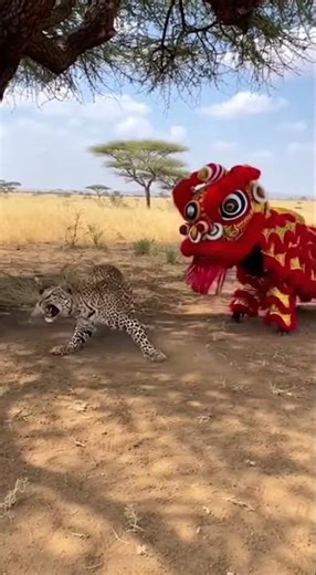 Leopard Recoils In Horror From A Wild Boar Wearing A Festive Lion Costume