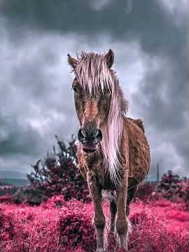 What Are Infrared Colors? | Infrared Photography Explained