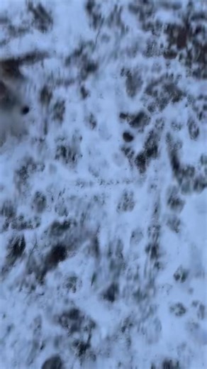 8.9K views · 560 reactions | Look at the Russell rescue dogs enjoying the snow!!! | Russell Rescue TN | Facebook