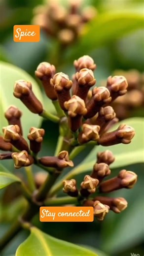 The Power of Cloves: 5 Surprising Health Benefits! #cloverleaf