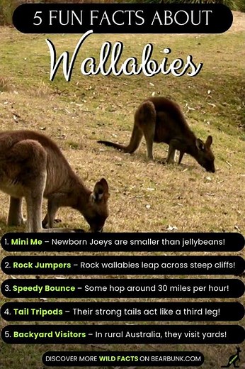 5 Fun Facts about Wallabies #wildlife #animallovers #wildlifefacts