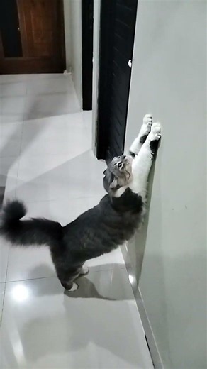 ocil nih #cat