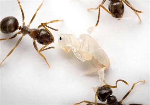 Sick, Immobile Young Ants Send “Kill Me” Signal to Colony Workers
