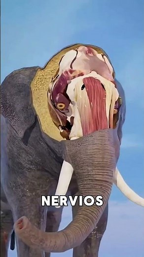 Never Cut an Elephant's Tusks