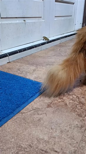 keseruan hari ini adek Gebi, panda dan Katak 😂🐱🐸 Super gemes 🤭🤭 | Cleo Panda Dan Teman-teman