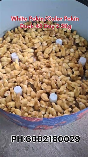 White Pekin duck & Color Pekin Duck #assam #chicken #barpeta #farming