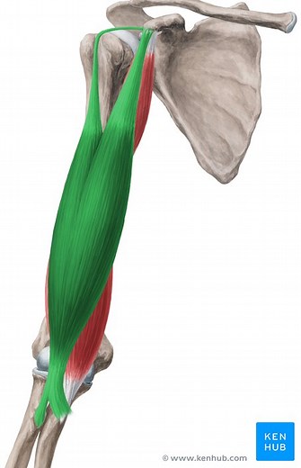 Musculus biceps brachii