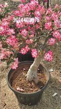Adenium Plants Sale 🌺 | Customer Purchase + More Plants Available! #hyderabadadeniums #gardenmania