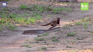 Brave dwarf mongoose takes on deadly snake at Kruger National Park