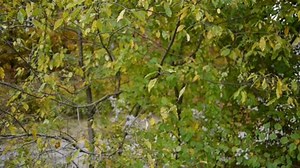 Nicholson Baker: Whistleblower Song