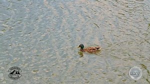 16 reactions · 3 comments | Not just a lake but a place to get away from it all even if it's right in town! Come "experience" Show Low Lake! #showlowaz | The City of Show Low | Facebook