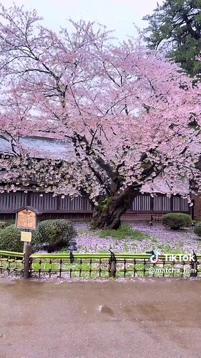 弘前公園の桜を楽しむ🌸日本の美しい春