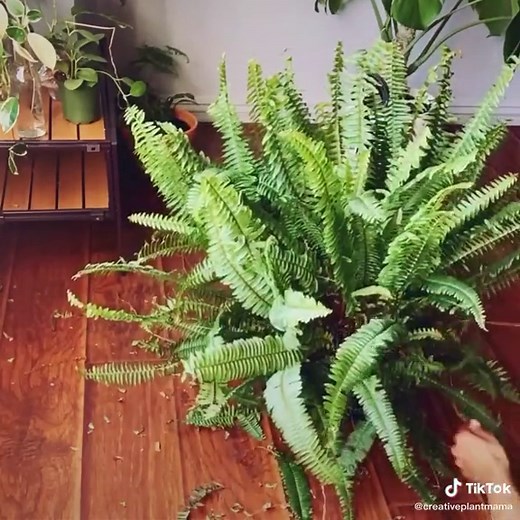 giving my Boston fern a much needed trim! many ferns appreciate regul...