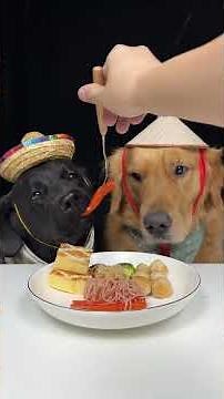 The Kitchen Is Not Speaking to Me. Golden and Labrador. Cute Pet Debut Plan