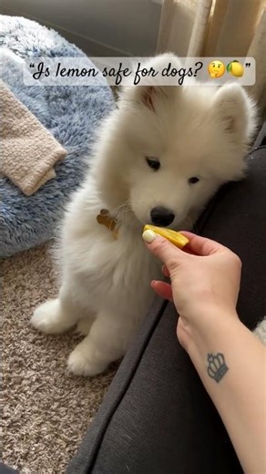 Funny Dog Reaction After Tasting Lemon 🍋😂 | Is It Safe for Dogs?