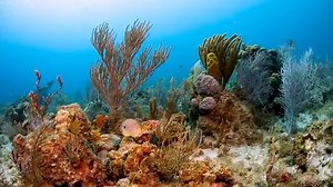 32K views · 183 reactions | No matter where you dip a fin in the sparkling waters of this Caribbean paradise, whether by boat or from shore, you’ll find a dive site worthy of exploring. | Scuba Diving Magazine | Facebook