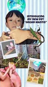 My First Terrarium Build + Meet My Orchid Mantis 🪴🦗
