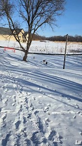 Rex, Sadie, and Tess #dogzkatz | Dogz & Katz Luxury Pet Boarding