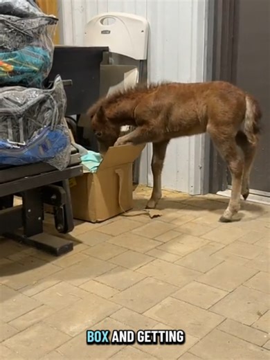 Exploring the Tiny Charm of Miniature Farms