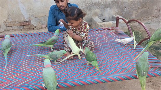 Cute baby parrots #parrot #parrotlover | Cute Baby Parrot