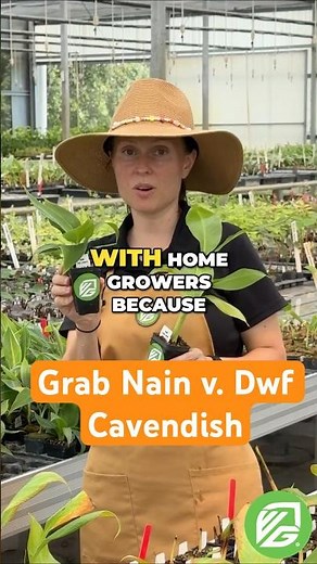 Grand Nain vs. Dwarf Cavendish Banana: What's the Difference?