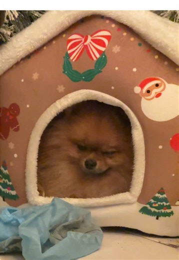 peluchexchavis (@notjustchavis)’s videos with Stealthy mischief(1088178) - KBYS