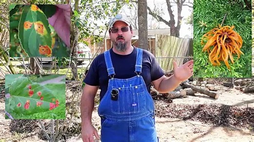 Cedar Rust 101 Your Guide to Prevention and Cure