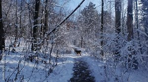 Brown Australian Shepherd dog walks in a snowy winter forest and basks in the sun on a frosty day. Aussie red tricolor walks in park alone