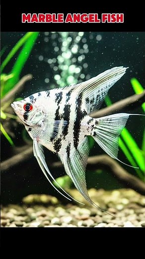 Top 5 Most Beautiful Angelfish for Aquarium 🐠 #foryou #youtubeshorts #shortsfeed