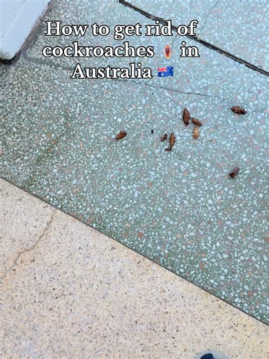 Effective Ways to Get Rid of Cockroaches
