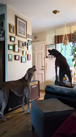 Weimaraners howling