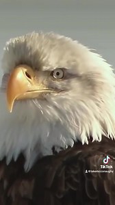 Have you seen the eagles? The heated eagle viewing facility at Lake Ogallala, Nebraska will be open Saturdays and Sundays Dec. 30 through Feb. 25 from 8 a.m. to 1 p.m. | Lake McConaughy