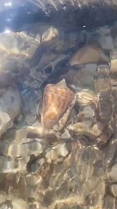 4.4K views · 185 reactions | Alphabet cones are highly sought after...