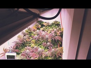 INCREDIBLE CLOSET GROW USING LED GROW LIGHTS