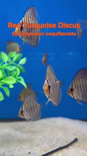 1.8K views · 12 reactions | Red Turquoise Discus are known for their stunning and vibrant coloration. They typically display a mix of red and turquoise hues on their bodies, creating a visually striking appearance. | Imperial Tropicals | Facebook