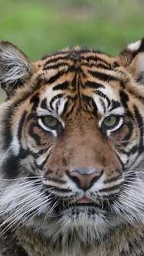 tigre de Sibérie