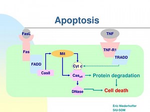 Apoptosis - SlideServe