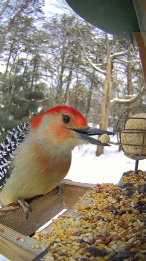 male red-bellied woodpecker pecking for the perfect peanut 🤍🖤❤️ @birdfy_by_netvue⁩ #birdfy