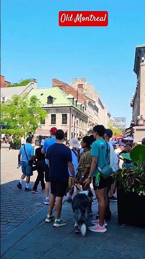 Violinist at Rue Sainte-Paul, Old Montreal 🇨🇦#oldmontreal #canada #travel #historic